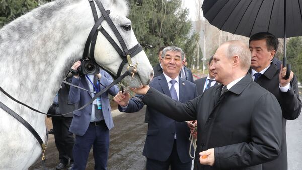 رئیس جمهور قرقیزستان اسبی از نژاد اصیل به ولادیمیر پوتین هدیه کرد - اسپوتنیک ایران  