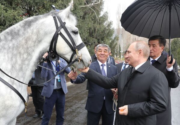 رئیس جمهور قرقیزستان اسبی از نژاد اصیل به ولادیمیر پوتین هدیه کرد - اسپوتنیک ایران  