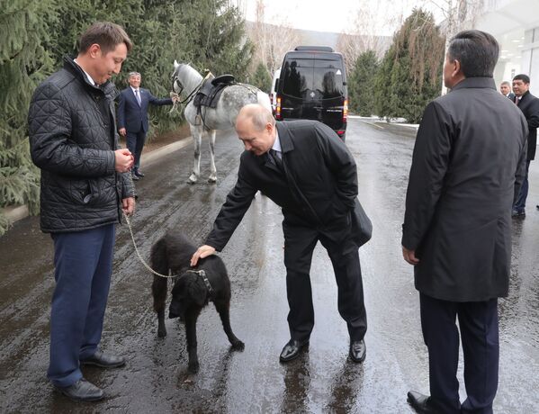 ولادیمیر پوتین و سگ شیرخان هدیه رئیس جمهور قرقیزستان - اسپوتنیک ایران  