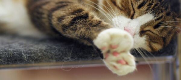 حساسیت نسبت به گربه یکی از رایجترین حساسیت هاست حساسیت نسبت به گربه یکی از رایجترین حساسیت هاست - اسپوتنیک ایران