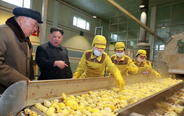 رهبر کره شمالی هنگام بازدید از کارخانه سیب زمینی - اسپوتنیک ایران  