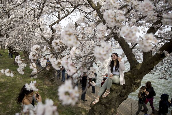 شکوفایی درختان ساکورا-آلبالو در واشنگتن - اسپوتنیک ایران  