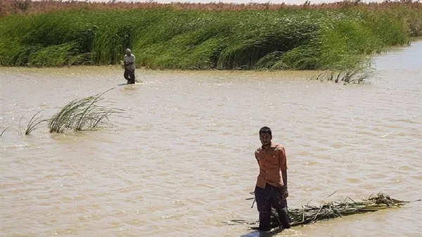 مشاهده کهنترین گونه جانوری جهان در تالاب هامون + ویدئو مشاهده کهنترین گونه جانوری جهان در تالاب هامون + ویدئو - اسپوتنیک ایران
