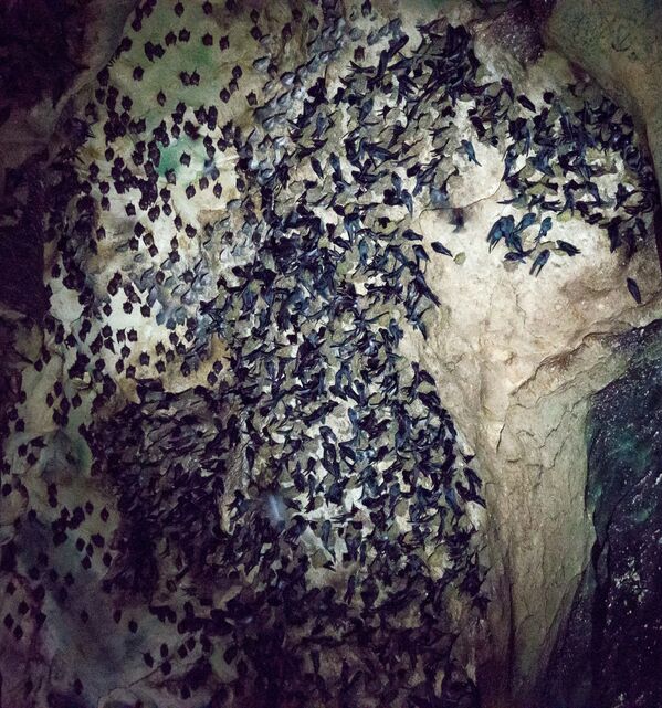 خفاش ها در غار گومانتوگ در مالزی - اسپوتنیک ایران  