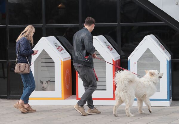 نخستین پارکینگ سگ ها در بازار دانیلووسکی در مسکو - اسپوتنیک ایران  
