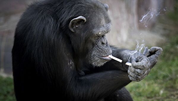 ویدیوی جالب از شامپانزه در حال کار با اینستاگرام+ ویدیو - اسپوتنیک ایران  