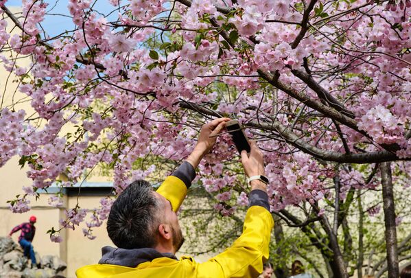درختان شکوفای «ساکورا» در میدان دوستی سن پیترزبورگ - اسپوتنیک ایران  