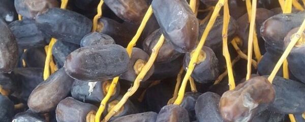 خرمای لاکچری با پوشش طلا و مغزپسته +عکس خرمای لاکچری با پوشش طلا و مغزپسته +عکس - اسپوتنیک ایران