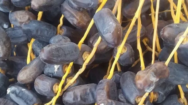 خرمای لاکچری با پوشش طلا و مغز‌پسته +عکس - اسپوتنیک ایران  
