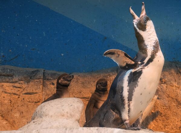 پنگوئن در باغ وحش مسکو - اسپوتنیک ایران  