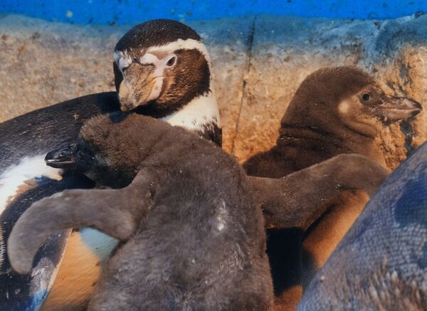 پنگوئن در باغ وحش مسکو - اسپوتنیک ایران  