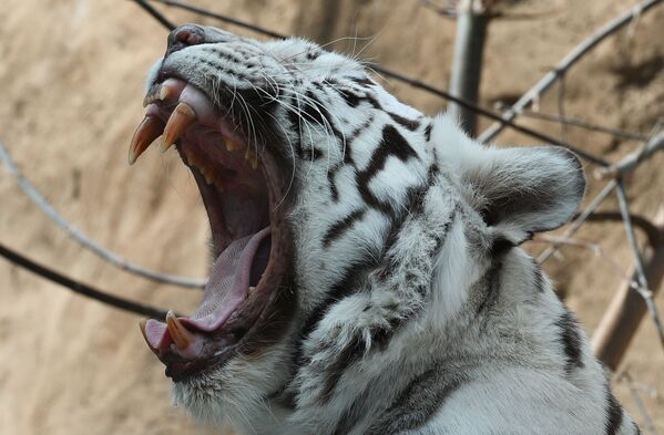 ببر بنگال در باغ وحش مسکو - اسپوتنیک ایران  