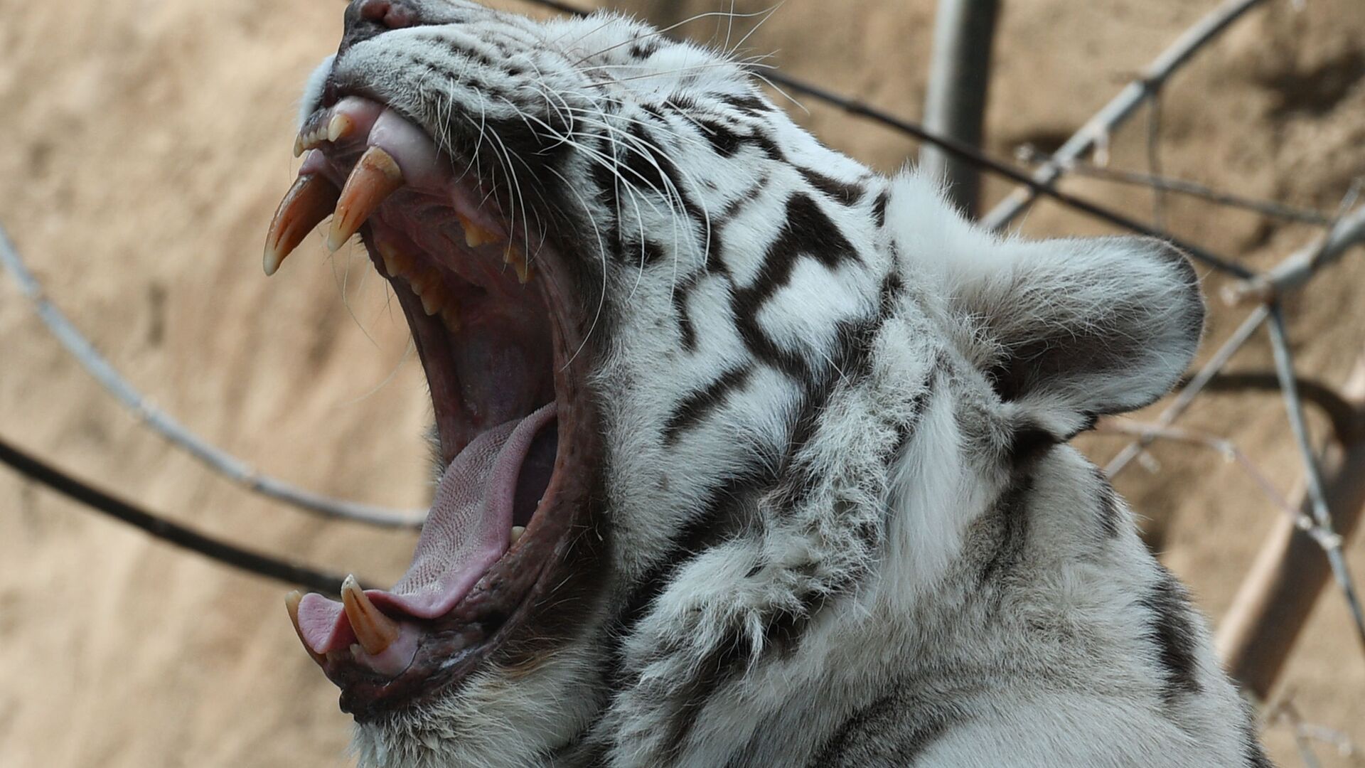 Бенгальский тигр белого окраса (panthera tigris) в Московском зоопарке - اسپوتنیک ایران  , 1920, 05.02.2022