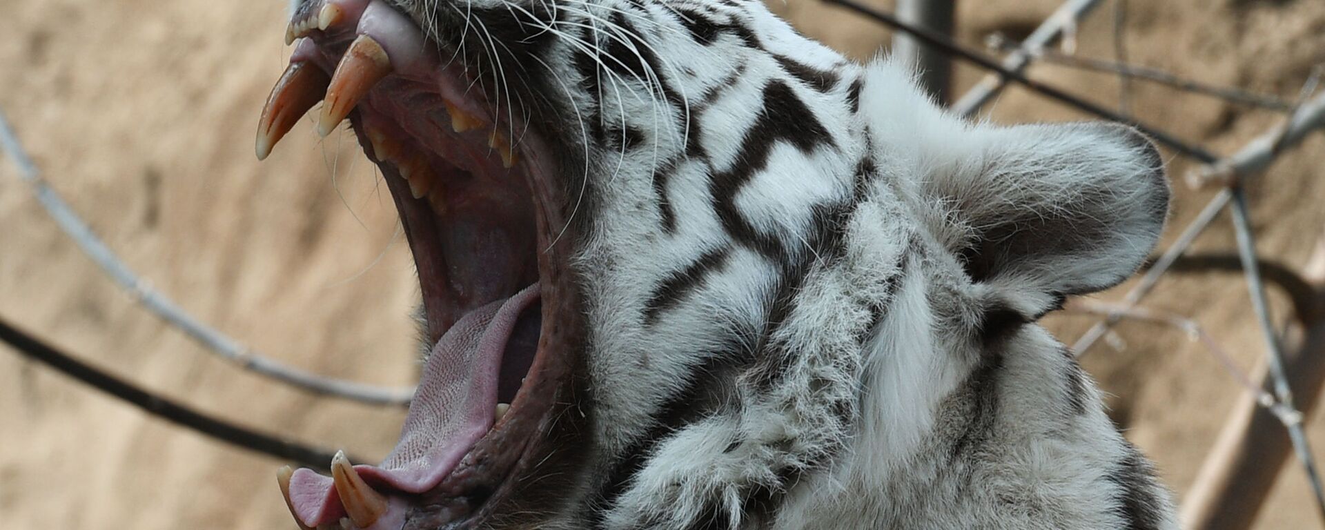 Бенгальский тигр белого окраса (panthera tigris) в Московском зоопарке - اسپوتنیک ایران  , 1920, 05.02.2022