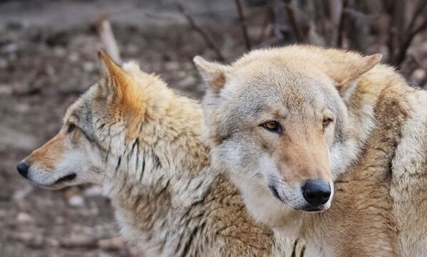 روباه در باغ وحش مسکو - اسپوتنیک ایران  