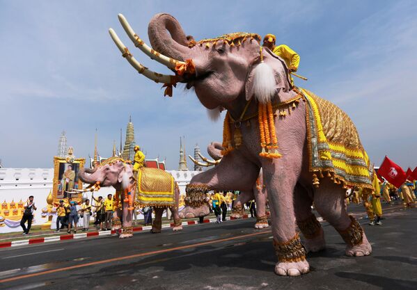 فیل در مراسم ویژه تاجگذاری پادشاه تایلند - اسپوتنیک ایران  
