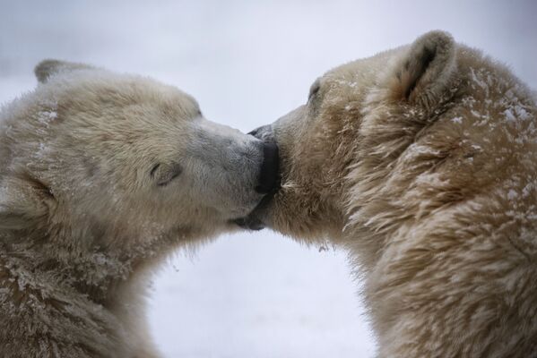 خرس سفید روسی در زمستان - اسپوتنیک ایران  