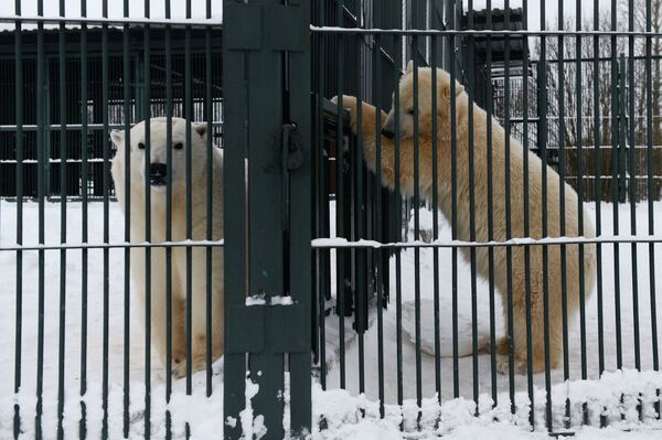 خرس های سفید در باغ وحش مسکو گردش می کنند - اسپوتنیک ایران  
