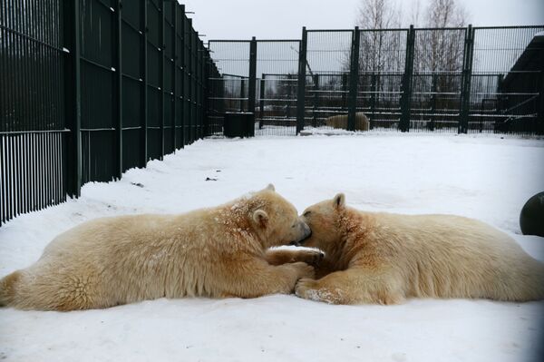 خرس های سفید در باغ وحش مسکو گردش می کنند - اسپوتنیک ایران  