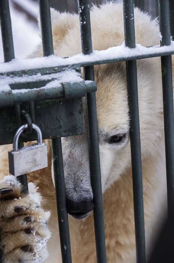 خرس سفید روسی در زمستان - اسپوتنیک ایران  