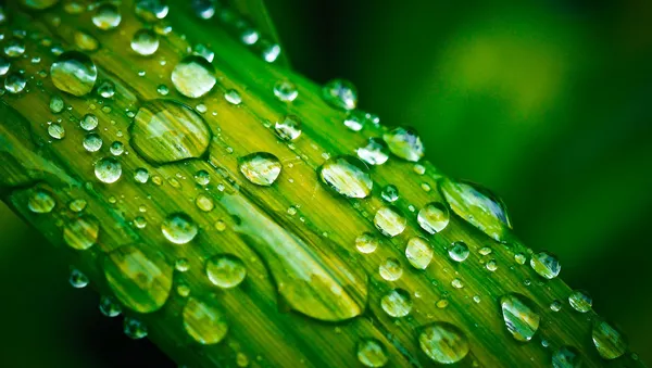قطره های آب روی برگ