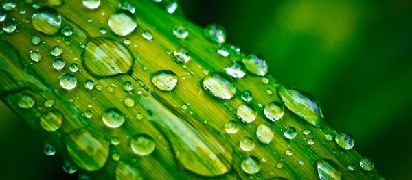 قطره های آب روی برگ قطره های آب روی برگ - اسپوتنیک ایران