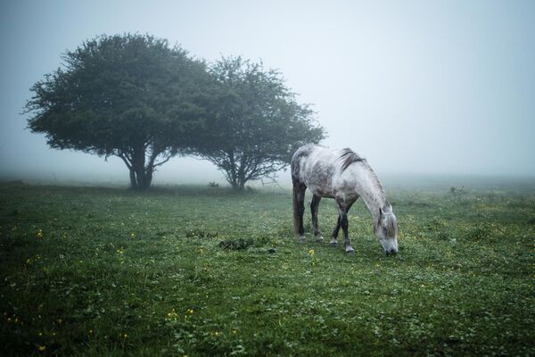 اسب در مزرعه‌ای در جمهوری‌ خودگردان آدیغیه روسیه - اسپوتنیک ایران  
