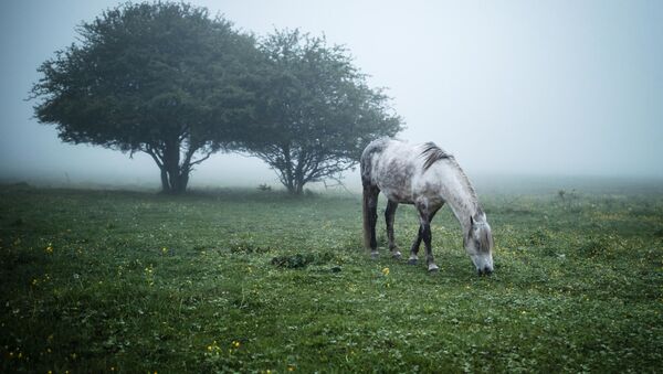 اسب در مزرعه‌ای در جمهوری‌ خودگردان آدیغیه روسیه - اسپوتنیک ایران  