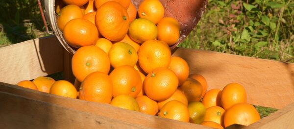 نارنگی نارنگی - اسپوتنیک ایران