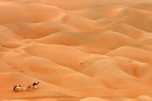 مردان با شترهایشان از صحرای حمیم در ابوظبی عبور می کنند - اسپوتنیک ایران  