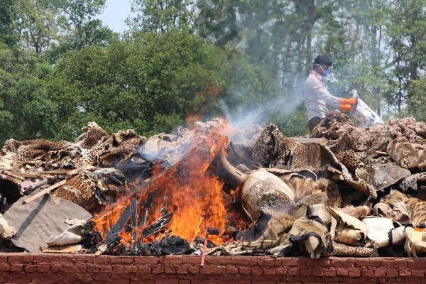 کارگر پارک ملی چیتوان نپال جسد حیوانات ضبط شده در نزد شکارچیان غبر قانونی را آتش می زند - اسپوتنیک ایران  