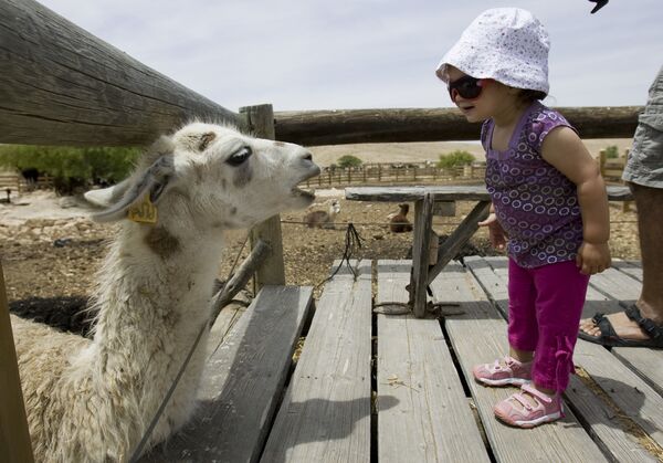 دختر بچه ای در مزرعه آلپاکا در اسرائیل - اسپوتنیک ایران  