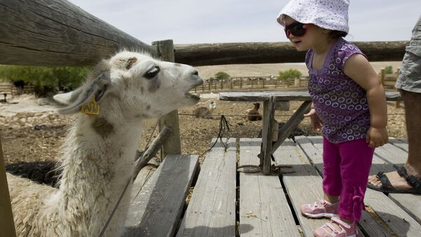 دختر بچه ای در مزرعه آلپاکا در اسرائیل - اسپوتنیک ایران  