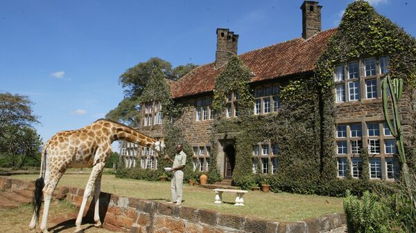Жираф у бутик-отеля Giraffe Manor в Найроби  - اسپوتنیک ایران  