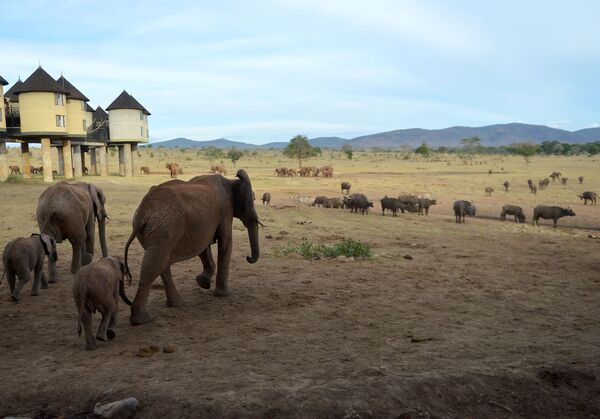فیل ها از کنار خانه های Sarova salt-lick lodge در پارک ملی در کنیا عبور می کنند - اسپوتنیک ایران  