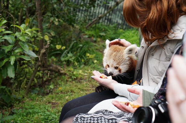 دختری در حال غذا دادن به پاندای قرمز در باغ وحش ولینگتون، نیوزیلند - اسپوتنیک ایران  