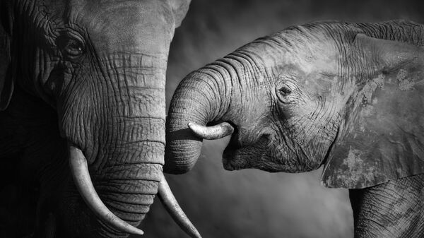 مرگ پنج فیل برای نجات یک بچه فیل  - اسپوتنیک ایران  