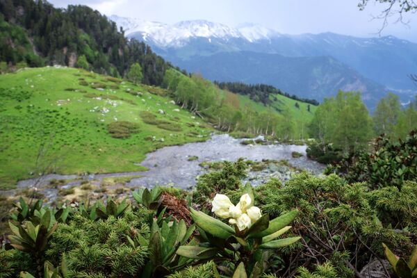 گل ها در دره سوفی در جمهوری کاراچایوا -چرکسیا - اسپوتنیک ایران  