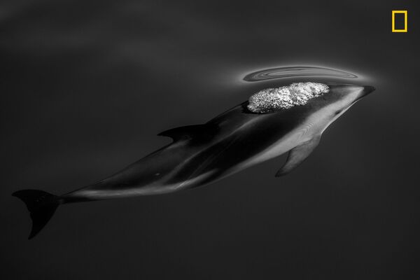 عکس Dusky Dolphins  عکاس Scott Portelli نفر سوم در بخش طبیعت - اسپوتنیک ایران  