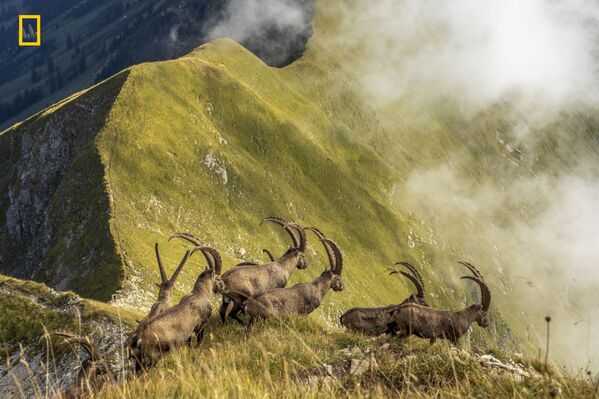 عکس King Of The Alps عکاس Jonas Schäfer در بخش طبیعت - اسپوتنیک ایران  