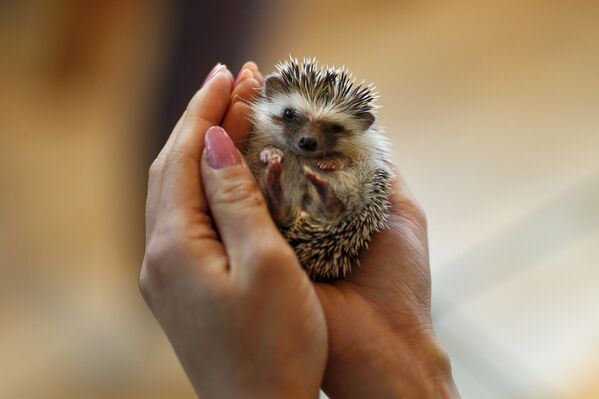 کافه Harry hedgehog در ژاپن، با جوجه تیغی هایش معروف شده است - اسپوتنیک ایران  