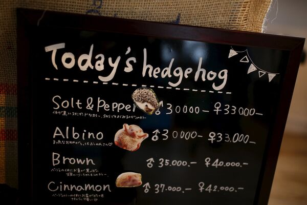 کافه Harry hedgehog در ژاپن، با جوجه تیغی هایش معروف شده است - اسپوتنیک ایران  