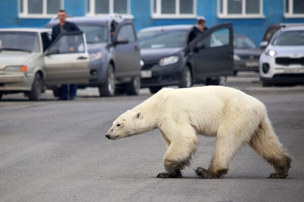 خرس سفید در جستجوی غذا در حومه نوریلسک روسیه - اسپوتنیک ایران  