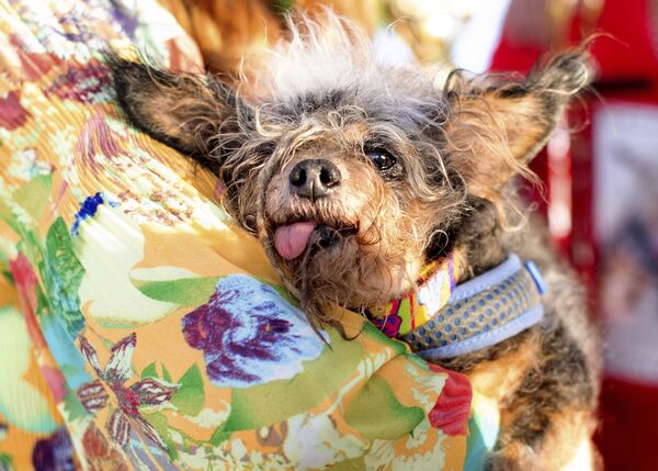 مسابقه زشت ترین سگ دنیا در آمریکا در سال 2019 - اسپوتنیک ایران  