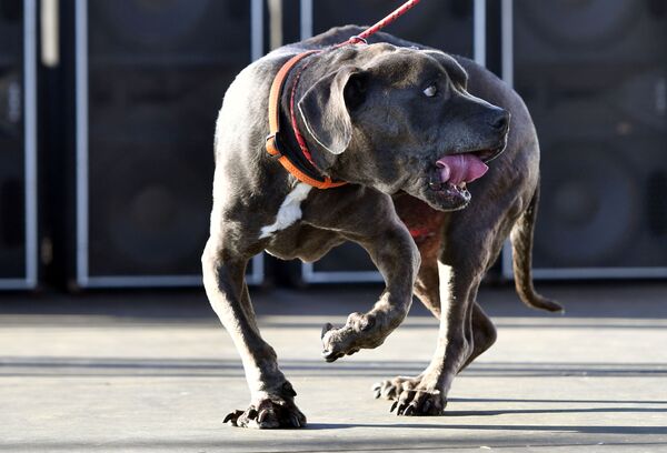 مسابقه زشت ترین سگ دنیا در آمریکا در سال 2019 - اسپوتنیک ایران  