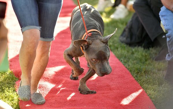 زشت ترین سگ دنیا در آمریکا - اسپوتنیک ایران  