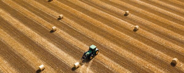 ارزش گندم روسیه از نفت فراتر رفت - اسپوتنیک ایران  