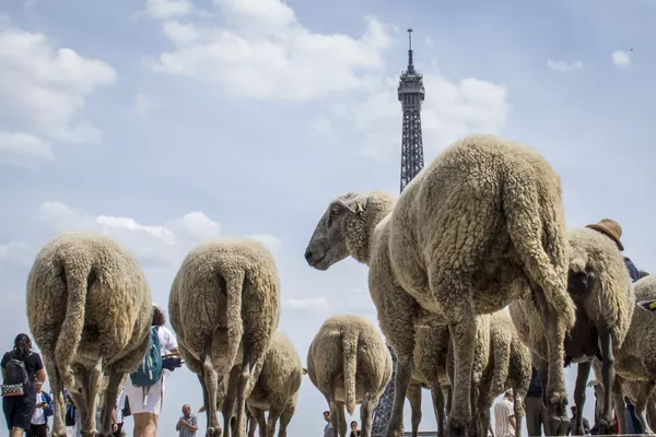 گله گوسفندها در مقابل برج ایفل در پاریس گله گوسفندها در مقابل برج ایفل در پاریس