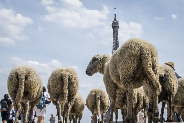 گله گوسفندها در مقابل برج ایفل در پاریس  - اسپوتنیک ایران  