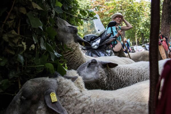 چوپانی که در کنار گله گوسفندان خود در پاریس ایستاده است - اسپوتنیک ایران  